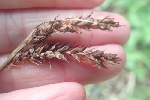 Carex aethiopica (Carex aethiopica)