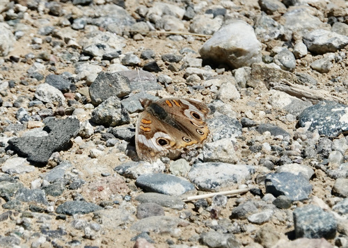 iNaturalist observation photo of Gray Buckeye