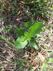 Ruellia metziae