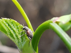 Neofidia humeralis