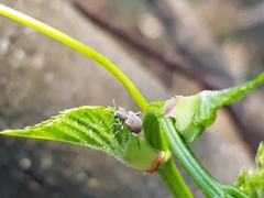 Neofidia humeralis
