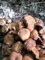 Pholiota