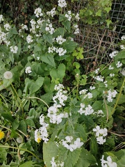 Lunaria annua