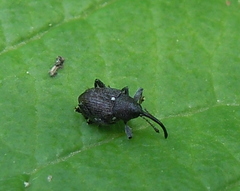 Curculio vicetinus