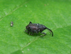 Curculio vicetinus