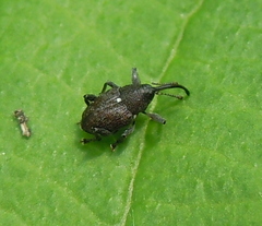 Curculio vicetinus
