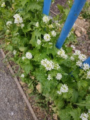 Alliaria petiolata
