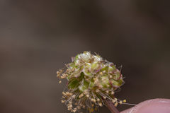 Sanguisorba minor minor