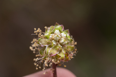 Sanguisorba minor minor