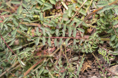 Sanguisorba minor minor