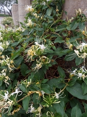 Lonicera japonica