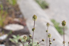 Sanguisorba minor minor