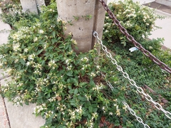 Lonicera japonica