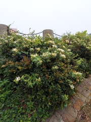 Lonicera japonica