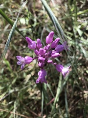 Dichelostemma