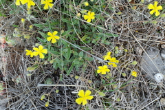 Pseudocistus