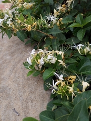 Lonicera japonica