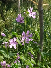 Malva sylvestris