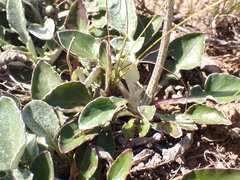 Haplocarpha lyrata