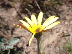 Haplocarpha lyrata