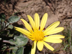 Haplocarpha lyrata