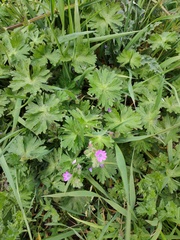 Geranium molle