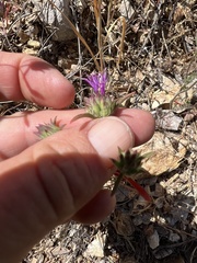 Monardella douglasii