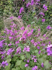 Lunaria annua