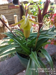 Phragmipedium longifolium