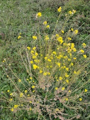 Brassicaceae