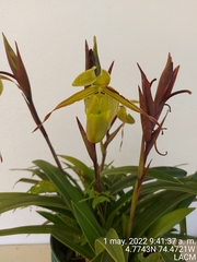 Phragmipedium longifolium