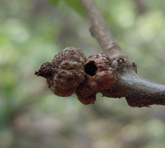 Andricus galeatus