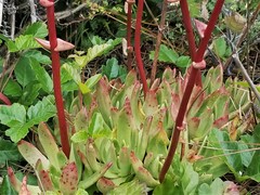 Dudleya farinosa