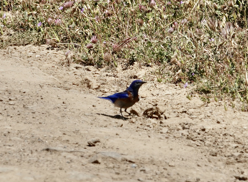iNaturalist observation photo of Western Bluebird