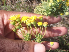 Euryops algoensis