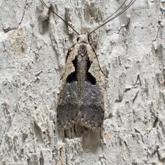 Dichomeris setosella