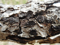 Entoleuca mammata