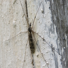 Tipula rufina