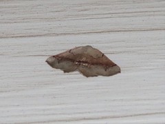 Drepanogynis mixtaria