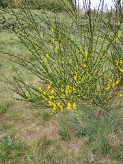 Cytisus scoparius