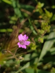 Geranium molle