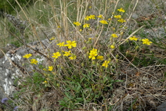 Pseudocistus