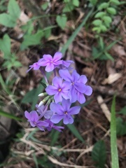 Phlox carolina