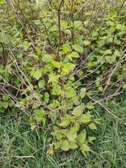 Reynoutria japonica