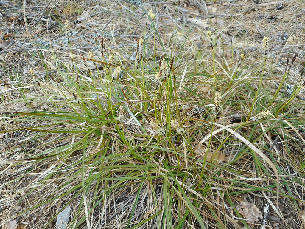 Carex ericetorum (Carex ericetorum)
