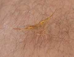 Metarranthis obfirmaria