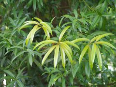 Podocarpus nakaii