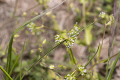 Valerianella carinata