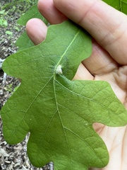 Macrodiplosis niveipila