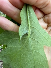 Macrodiplosis niveipila